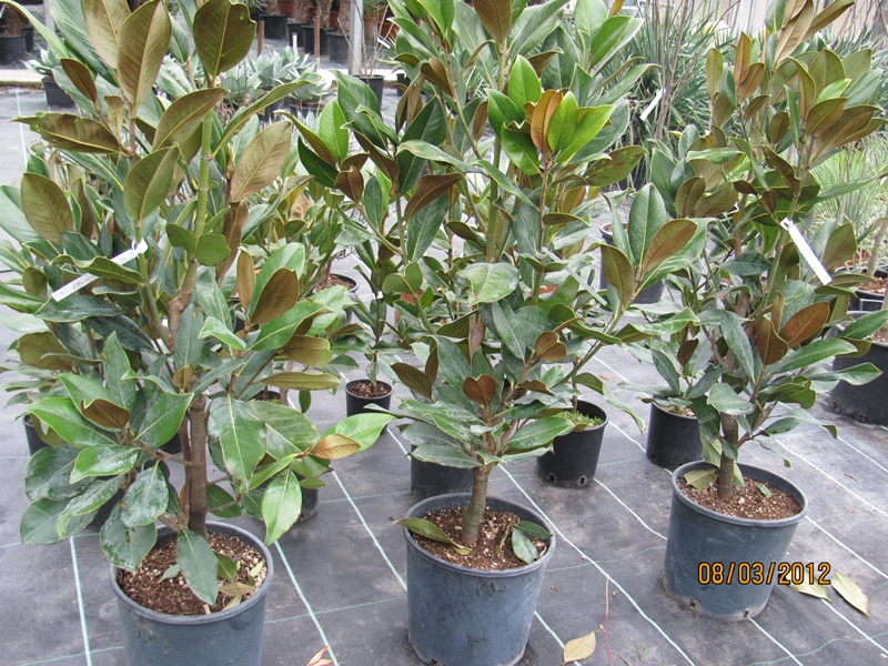 Magnolia grandiflora - Immergrüne Magnolie 130/150cm