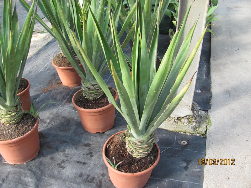 Agave sisalana 110cm Stamm 20cm