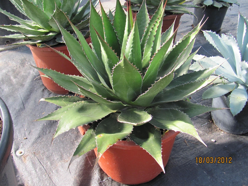 Agave gentry montana dm 30/35cm