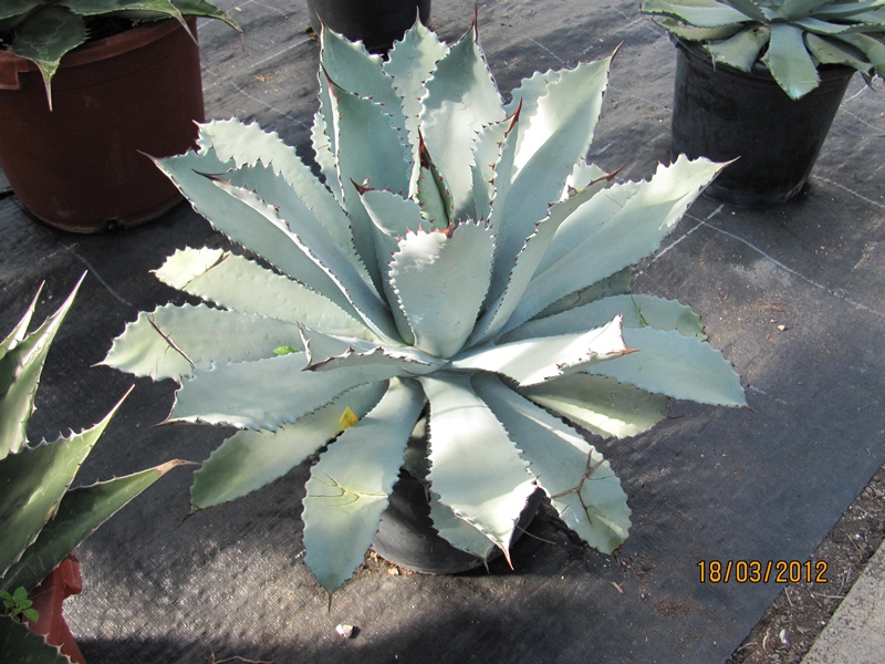 Agave guadalajariana dm 25cm