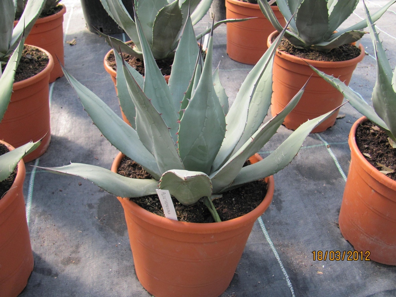 Agave neomexicana 25/30cm dm