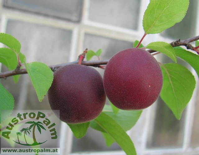 Prunus desycarpa - Biricoccolo 180/200cm