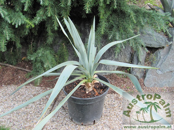 Yucca pallida 60cm - BIO