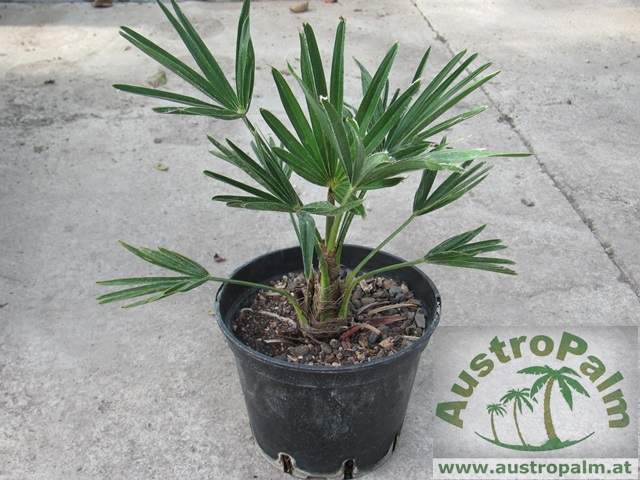 Trachycarpus wagnerianus 20cm - BIO