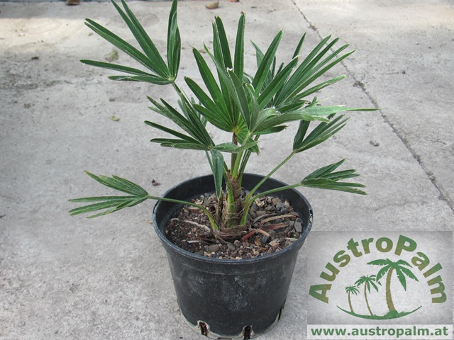 Trachycarpus wagnerianus - Wagners Hanfpalme 20cm - BIO