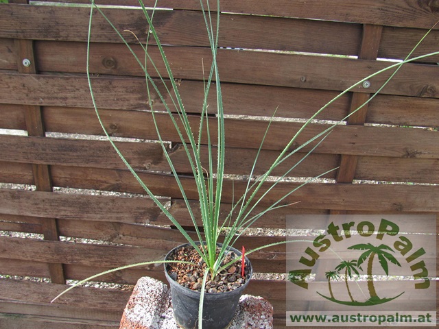 Dasylirion texanum 70/80cm - BIO