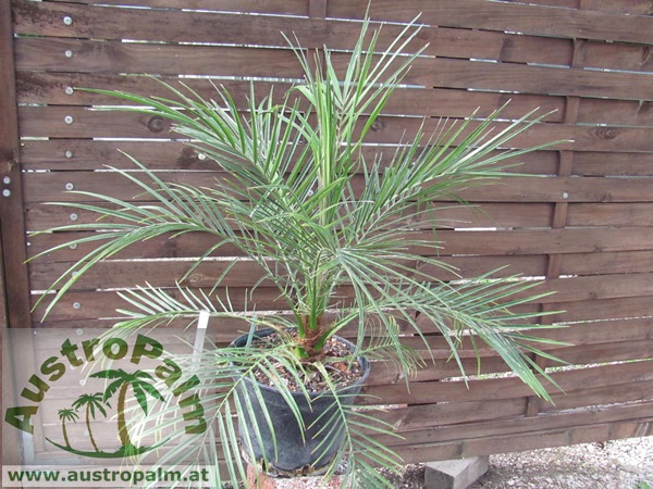 Phoenix roebellini - Zwergdattelpalme 70cm - BIO