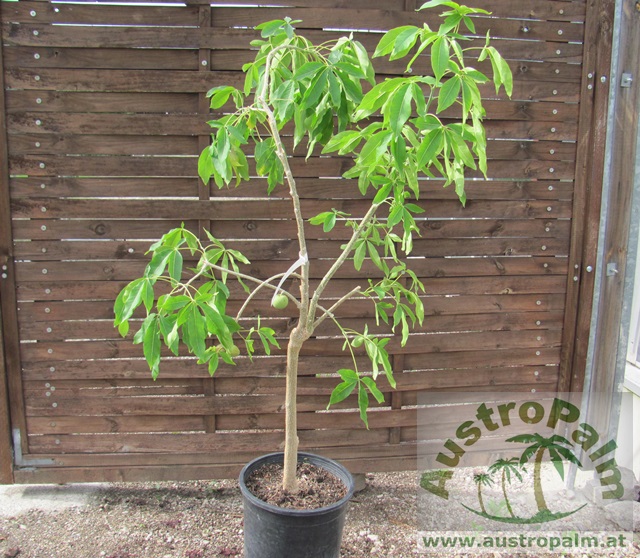 Casimiroa edulis - Weiße Sapote 140/150cm