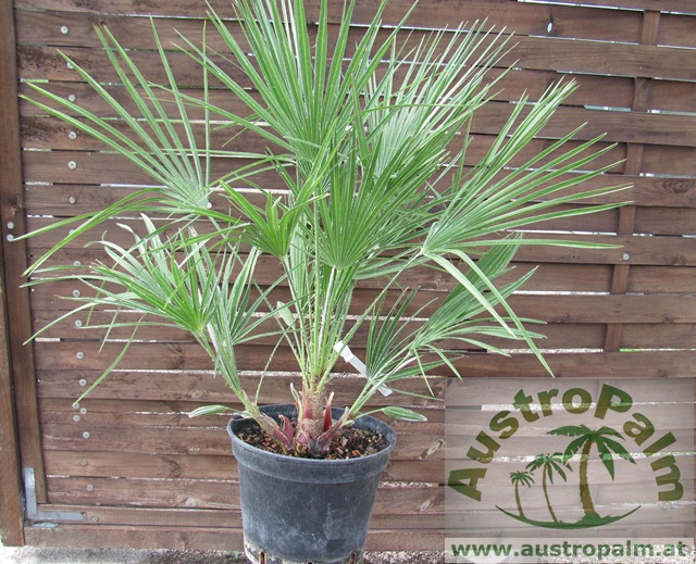 Chamaerops humilis - Europäische Zwergpalme 100/110cm - BIO