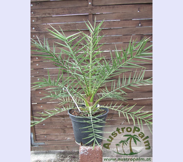 Phoenix theophrastii 130/140cm - BIO