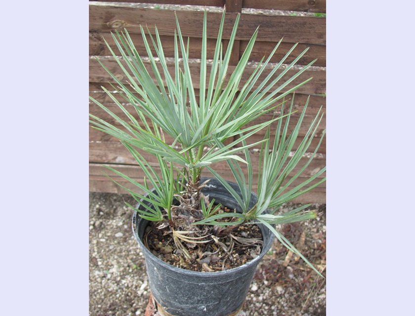 Chamaerops humilis var cerifera - Blaue Zwergpalme 40cm - BIO