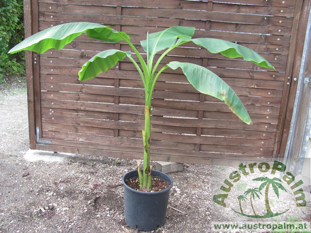 Musa basjoo - Winterharte Banane 100/120cm
