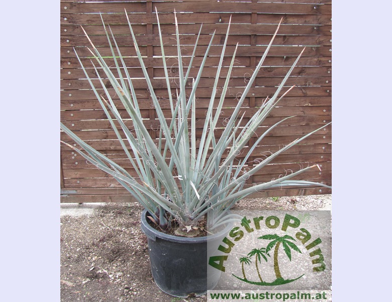 Yucca baccata 120cm