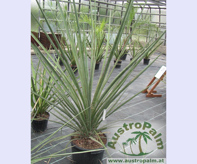 Yucca baccata 90/100cm