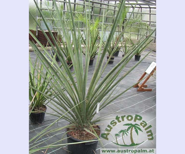 Yucca baccata green 110cm