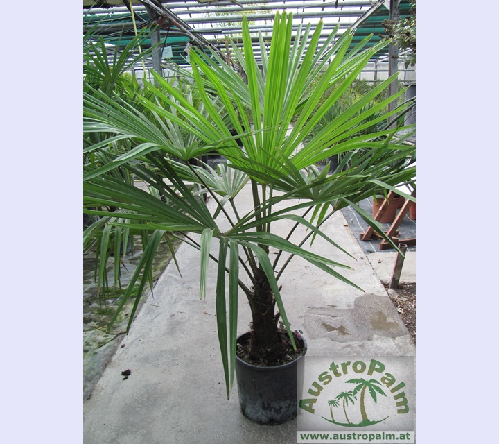 Trachycarpus fortunei - Chines. Hanfpalme 90/100cm