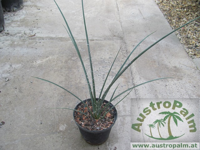 Hesperaloe parviflora "Yellow Flower" 20/25cm - BIO