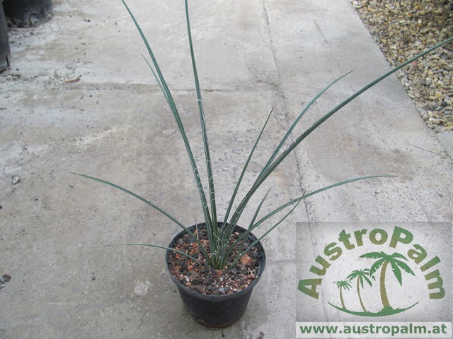 Hesperaloe parviflora - Red Yucca 30/40cm - BIO