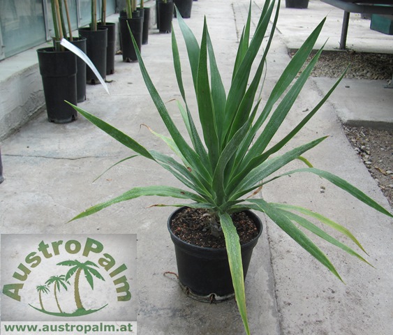 Dracaena draco - Drachenbaum 90/110cm - BIO