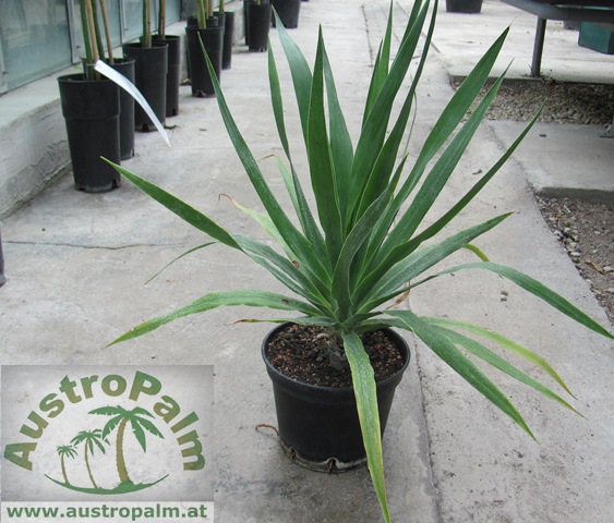 Dracaena draco - Drachenbaum 90cm - BIO