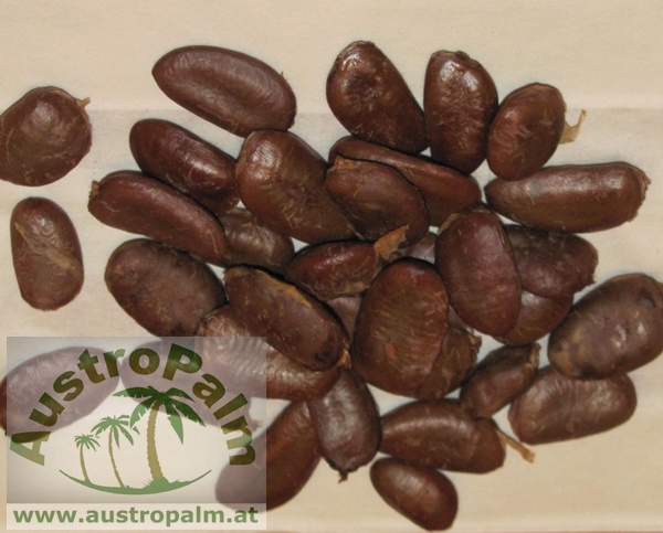 Asimina triloba Indianerbanane, 10 Samen - eigene Ernte NÖ *BIO