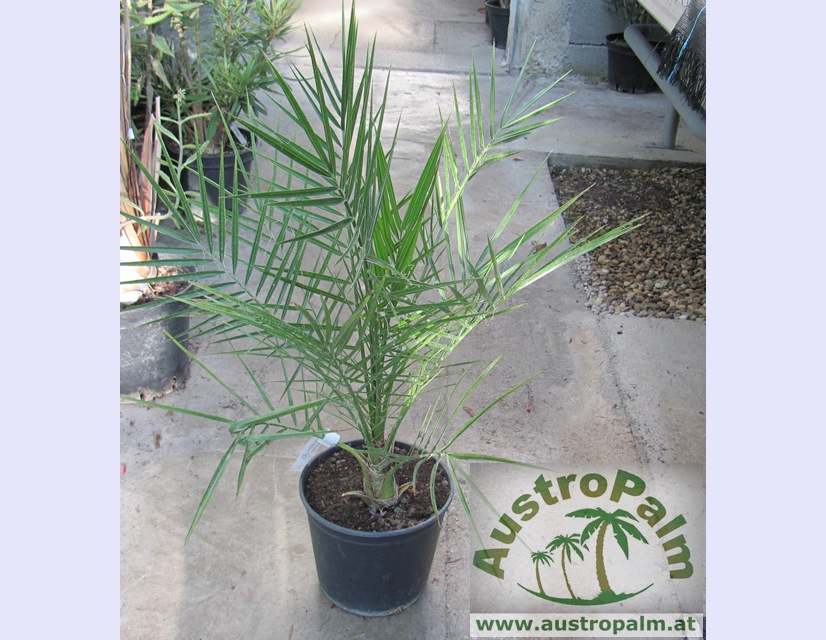 Phoenix canariensis - Kanarische Dattelpalme 70/80cm - BIO