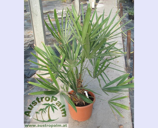 Rhapidophyllum hystrix - Nadelpalme 150/160cm