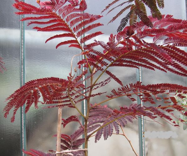 Albizia julibrissin Summer chocolate -roter Seidenbaum 160/170cm