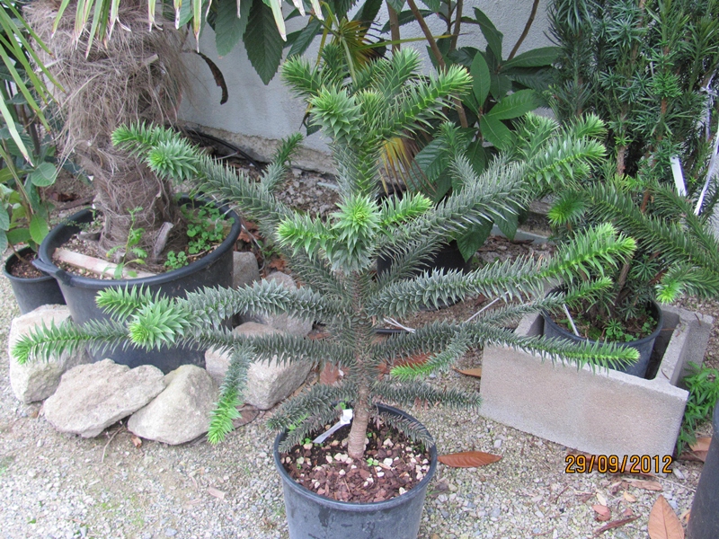 Araucaria araucana - Andentanne 80/100cm