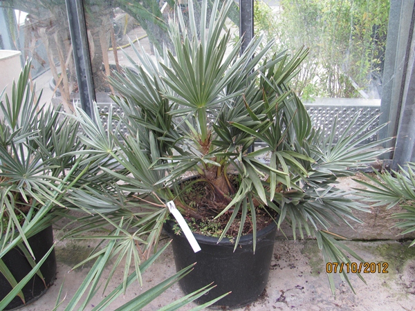 Trithrinax campestris - Blaue Nadepalme 110/120cm