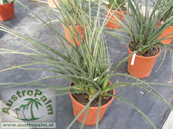 Hesperaloe parviflora - Red Yucca 70cm, mehrtriebig