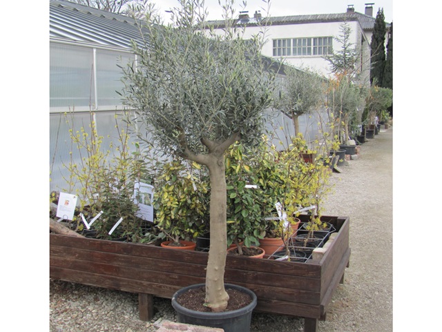 Olea europae - Olivenbaum 220cm Halbstamm