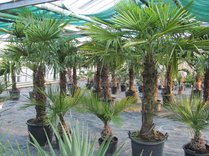 Trachycarpus fortunei - Chines. Hanfpalme 160/180cm, Stamm 70cm