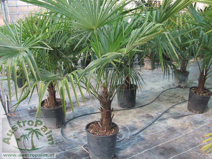 Trachycarpus fortunei - Chines. Hanfpalme 130cm, Stamm 20cm