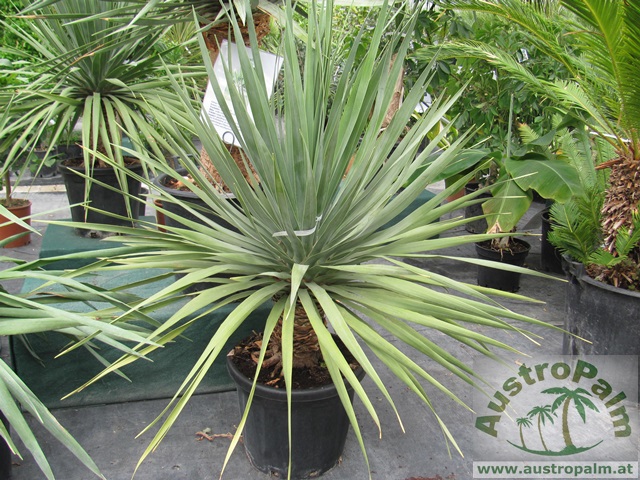 Dracaena draco - Drachenbaum 150/160cm