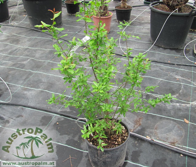 Punica granatum - Granatapfel 120cm