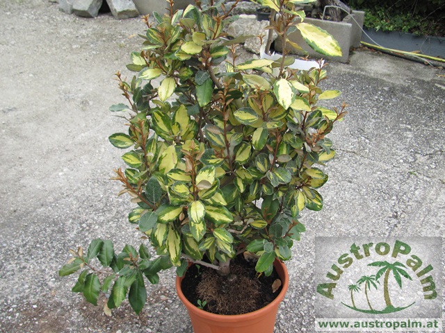 Eleagnus ebbingei "limelight" - immergrüne Ölweide 120cm