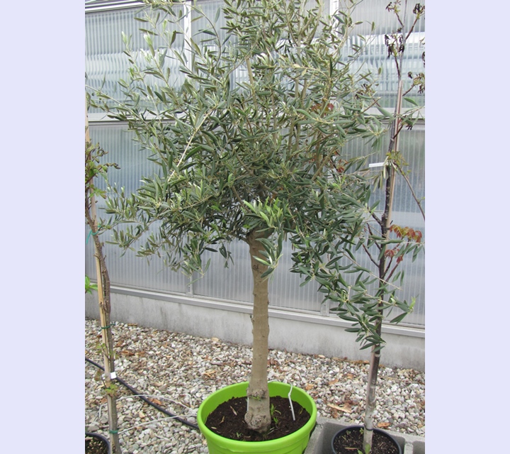 Olea europae - Olive tree 180cm