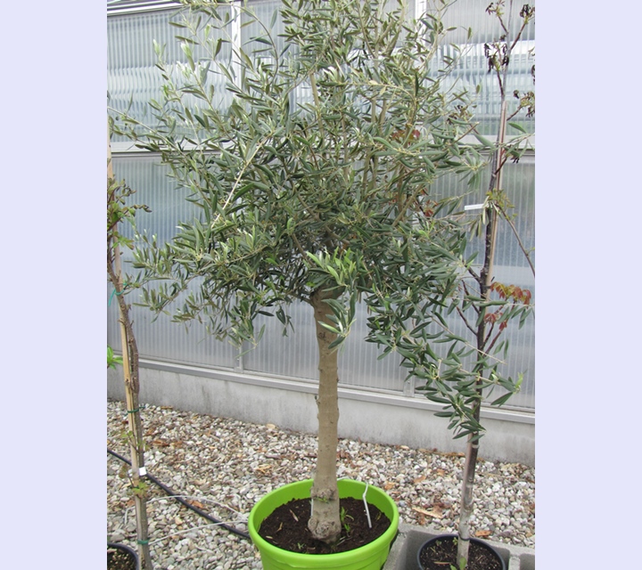 Olea europae - Olivenbaum 180cm Halbstamm