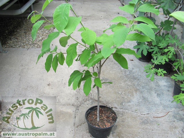 Annona cherimola - Rahmapfel, Cherimoya 140cm - BIO