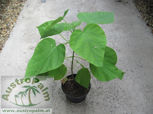 Catalpa bignonioides - Trompetenbaum 130cm - BIO