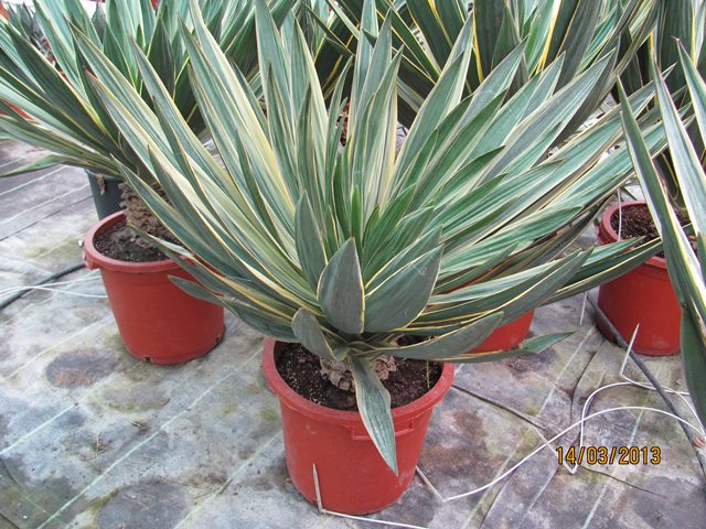Yucca gloriosa variegata 100/110cm