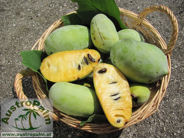 Asimina - Pawpaw 1 Stk - BIO