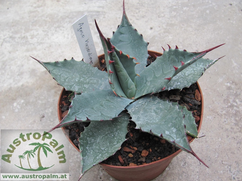 Agave havardiana 15cm dm - BIO