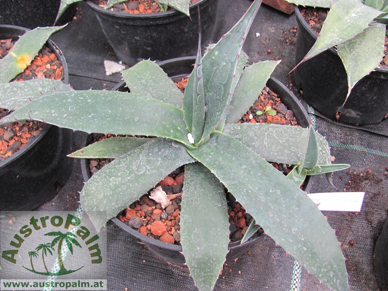 Agave havardiana  25/30cm dm - BIO
