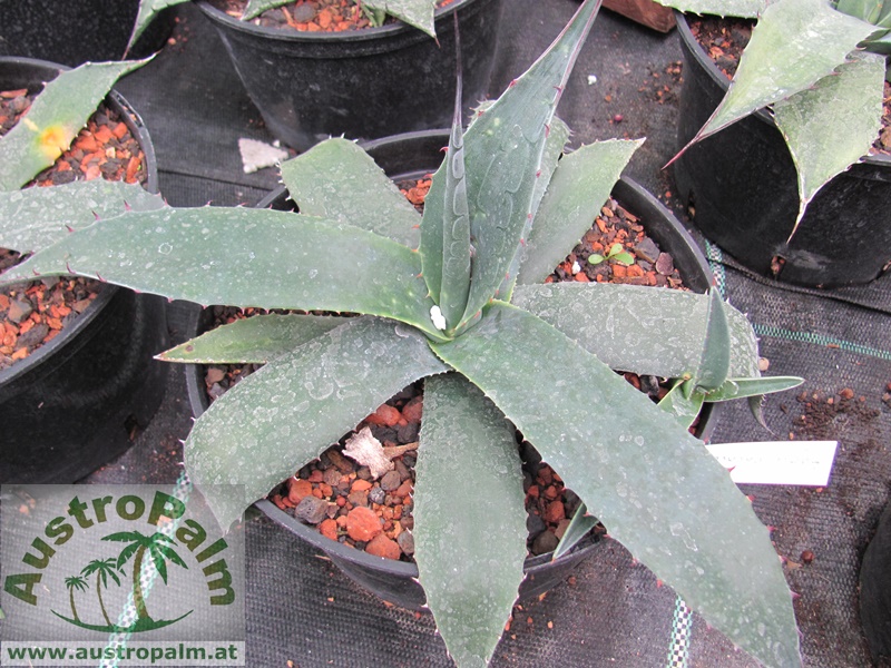 Agave havardiana 25/30cm dm - BIO