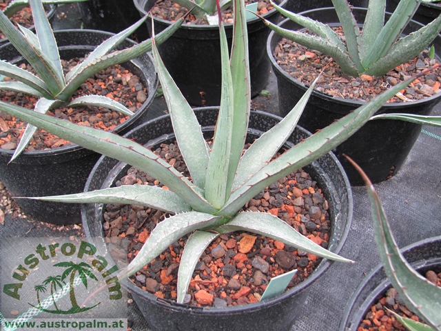 Agave lechuguilla dm 25/30cm - BIO