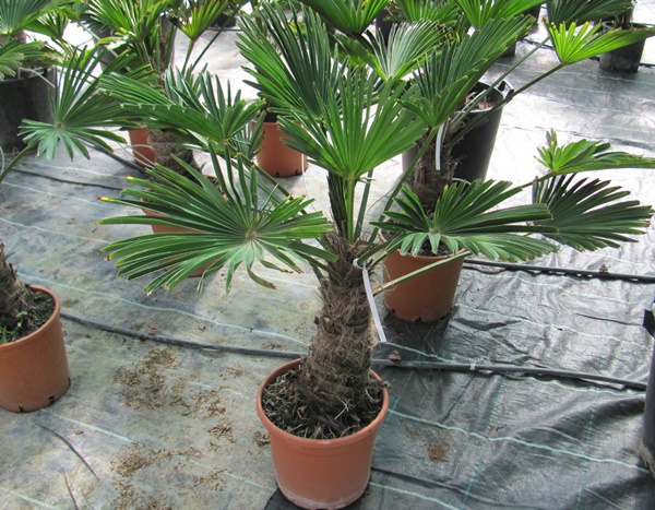 Trachycarpus wagnerianus - Wagners Hanfpalme 120cm Stamm 30cm