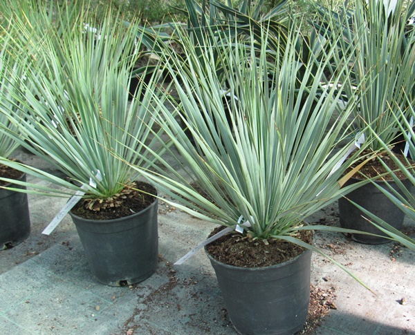 Yucca rostrata 50cm