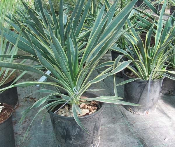 Yucca gloriosa variegata 40cm - BIO